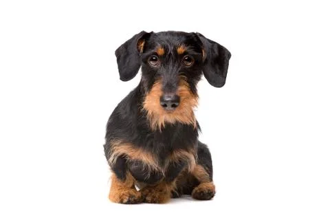 Wire haired dachshund Stock Photos