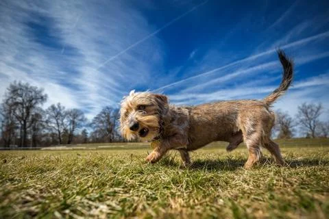Wire-haired dachshund Stock Photos