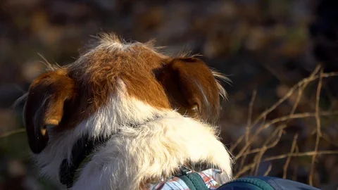 Wire-haired dog ears look from behind Stock Footage 128606265