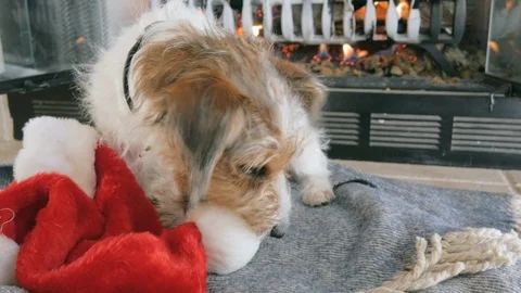 Wire Haired Jack Russell Terrier Puppy Carries a Red Santa Hat in 4k Stock Footage 86127569