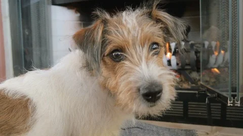 Wire Haired Jack Russell Terrier Puppy Turns and Looks in the Camera in 4k Stock Footage 86127894