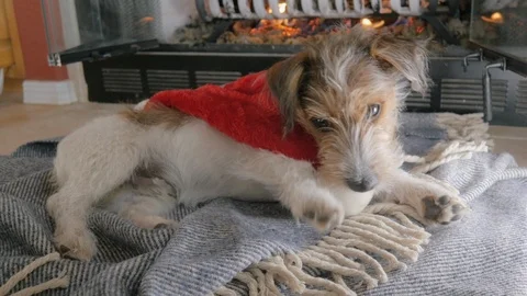 Wire Haired Jack Russell Terrier Puppy Chews on a Santa Hat in 4k Stock Footage 86128749
