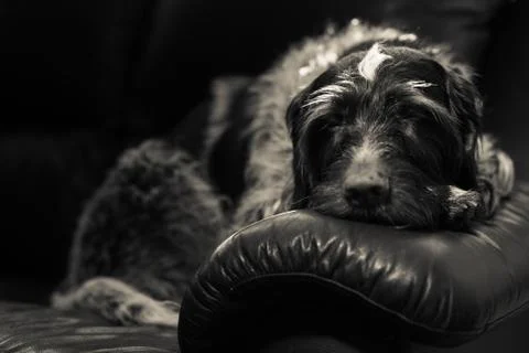 Wire-haired pointer Foto stock