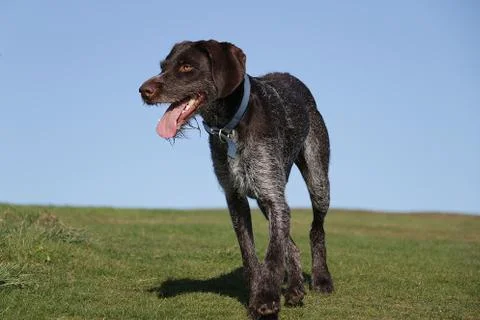 Wire Haired Pointer 写真素材