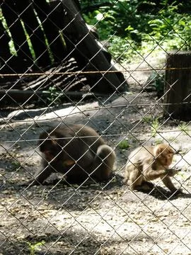 Wire Mesh with Captive Monkeys in Cage Behind Out of Focus Blurry Foto stock