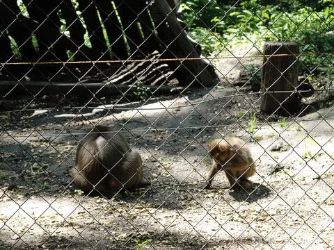 Wire Mesh with Captive Monkeys in Cage Behind Out of Focus Blurry Stock-Fotos