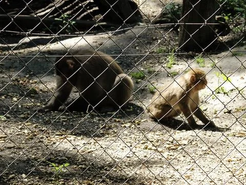Wire Mesh with Captive Monkeys in Cage Behind Out of Focus Blurry Stock Photos