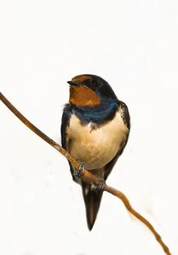 On a wire Stock Photos