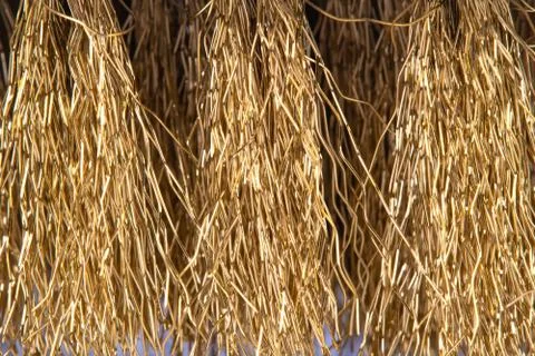 Wire Scratch Brush, Brass with Plastic Handle on white background. Photos