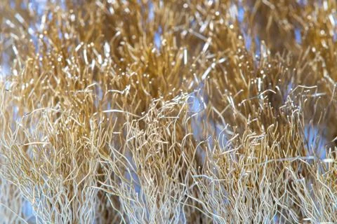 Wire Scratch Brush, Brass with Plastic Handle on white background. Stock Photos