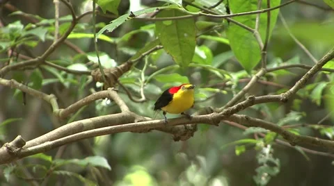Wire-tailed Manakin males display on a branch in the amazon rainforest Stock Footage 56182108