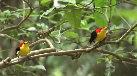 Wire-tailed Manakin males display on a branch in the amazon rainforest Stock Footage 56182219