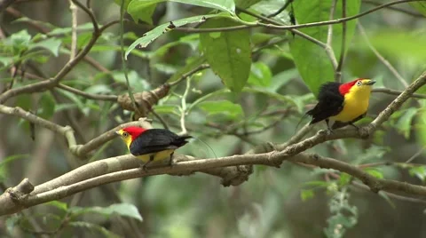 Wire-tailed Manakin males display on a branch in the amazon rainforest Stock Footage 56182306