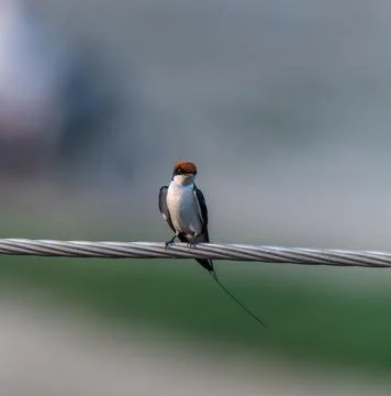 Wire-tailed swallow sitting on wire Foto stock