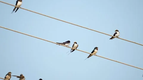 Wire-tailed Swallows Resting on Electric Wires in Gujarat, India Stock Footage 340123003