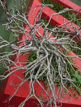 Wire Tree in the Garden Stock Photos