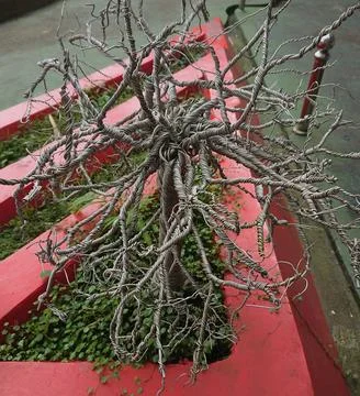 Wire Tree in the Garden Stock Photos