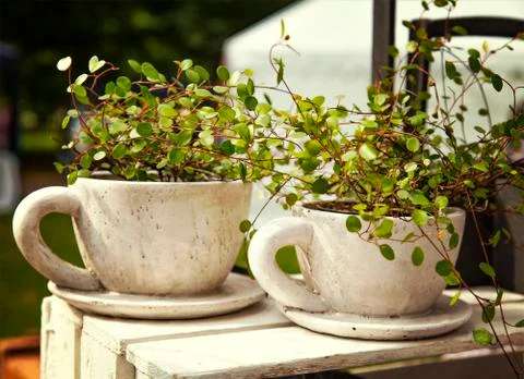 Wire vine plant 스톡 사진