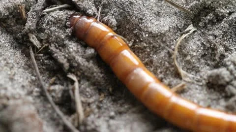 Wire Worm Right To Left Movement Macro Shot Stock Footage 10868597