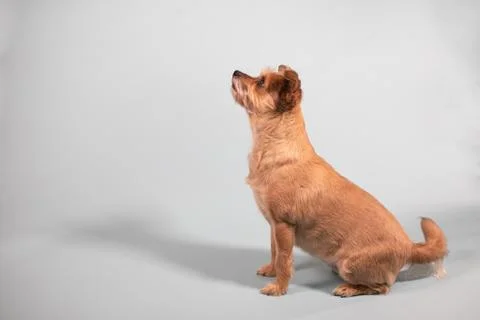 Wired haired brown terrier sitting looking up Stock Photos