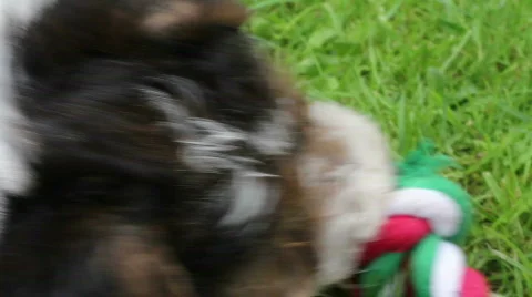 Wired Haired Fox Terrier Pup Chewing Toy Video stock 794112