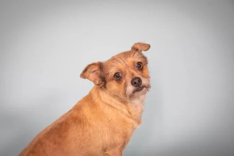 Wired haired tarrier sad expression ears down studio portrait Stock Photos