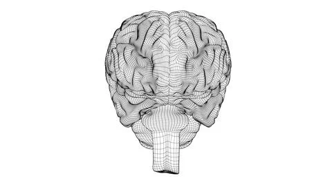 Wireframe brain 3D Stock Illustration