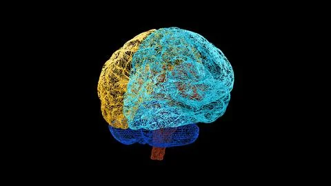 Wireframe Brain Posterior View with Cyan Right Hemisphere Stock Illustration