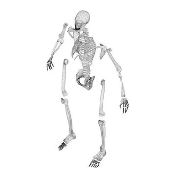 Wireframe of a disassembled human skeleton from black lines isolated on a whi Stock Illustration