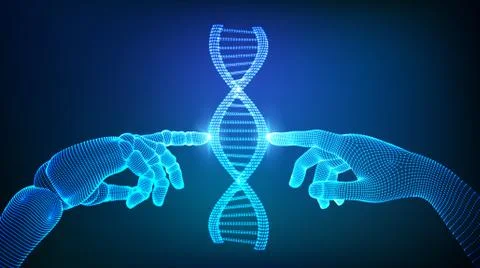 Wireframe DNA sequence molecules structure mesh. Hands of robot and human tou Stock Illustration