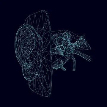 Wireframe of a human ear with the internal structure of the hearing organ Illustrazione stock