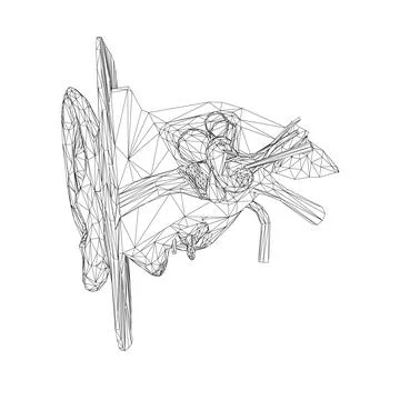 Wireframe of the human ear with the internal structure of the hearing organ.. Stock Illustration