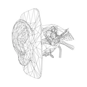 Wireframe of the human ear with the internal structure of the hearing organ.. Stock Illustration