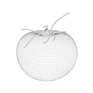 Wireframe of polygonal tomato from black lines isolated on white background. 3D. Stock Illustration