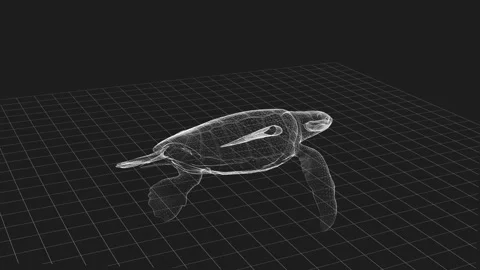 Wireframe Render of Sea Turtle on 3D Grid Surface in Minimalist Style Stock Footage 342251820