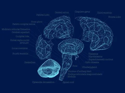 Wireframe Structure of human brain section schematic vector Stock Illustration