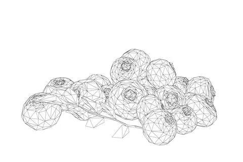 Wireframe Vector Blueberry black and white ink art. Berries and leaves. Iso.. Stock Illustration