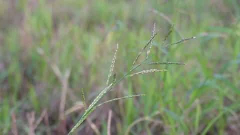 Wiregrass with flowers heads Stock Footage 332556507