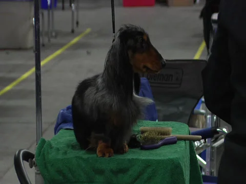 Wirehaired Dachshund Dog Stock Footage 33827474