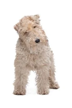 Wirehaired fox terrier Stock Photos