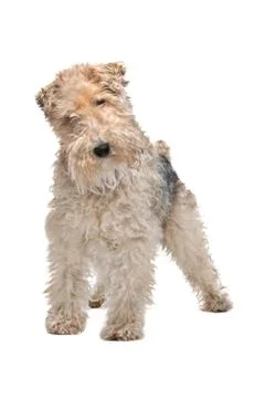 Wirehaired fox terrier Stock Photos