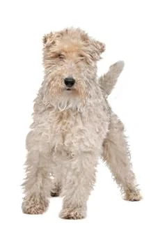 Wirehaired fox terrier Stock Photos