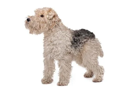 Wirehaired fox terrier Stock Photos