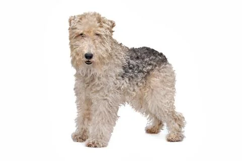 Wirehaired fox terrier Stock Photos
