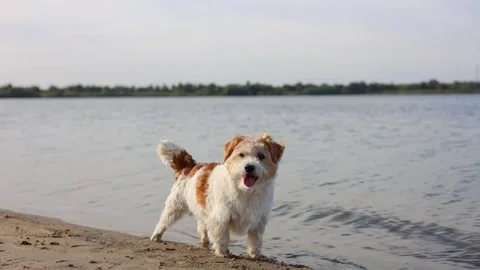 Wirehaired Jack Russell standing on the lake shore. Pet at sea. Dog walking on a 스톡 동영상 317001778
