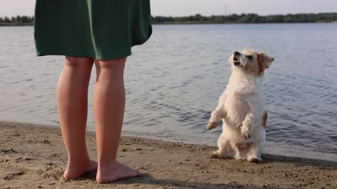 Wirehaired Jack Russell standing on the lake shore. Pet at sea. Dog walking on a Stock Footage 317001784
