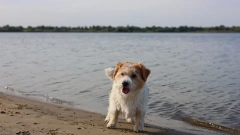 Wirehaired Jack Russell standing on the lake shore. Pet at sea. Dog walking on a Stock Footage 317001821