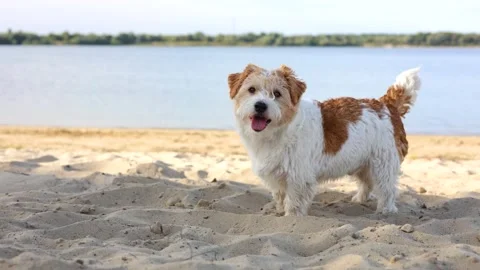 Wirehaired Jack Russell standing on the lake shore. Pet at sea. Dog walking on a Stock Footage 317001855