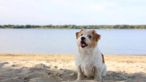 Wirehaired Jack Russell standing on the lake shore. Pet at sea. Dog walking on a Stock Footage 317001888