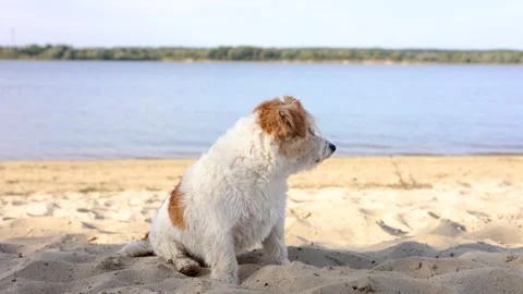 Wirehaired Jack Russell standing on the lake shore. Pet at sea. Dog walking on a Stock Footage 317001892